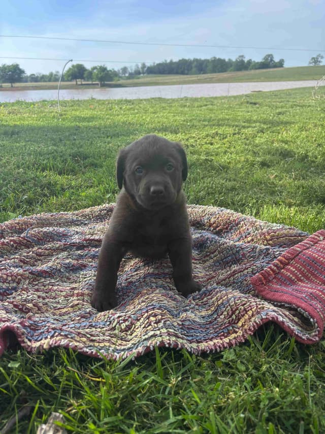 Labrador Retriever Puppies media 4