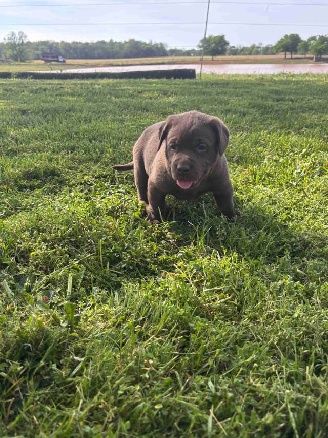 Labrador Retriever Puppies media 6