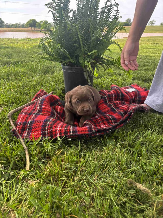Labrador Retriever Puppies media 7