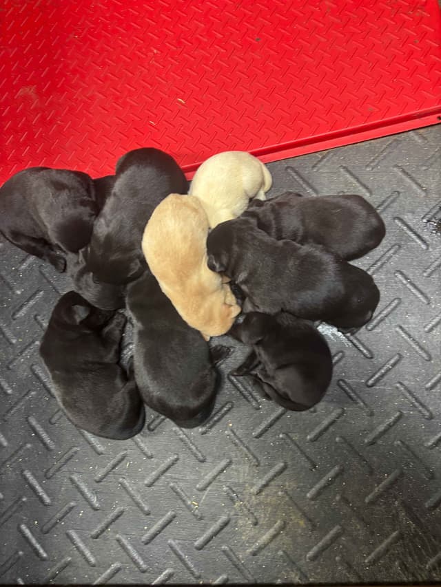 Labrador Retriever Puppies media 2