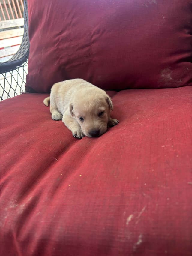 Labrador Retriever Puppies media 3