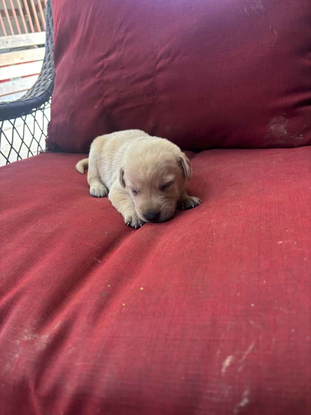 Labrador Retriever Puppies media 4