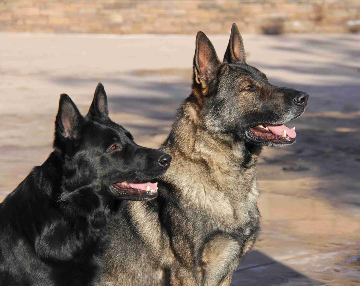 German Shepherd Dog Puppies breeder image 1