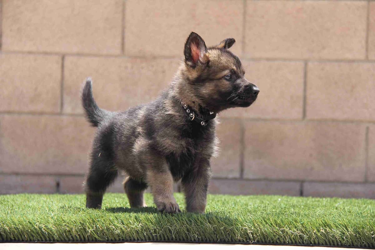 German Shepherd Dog Puppies breeder image 2