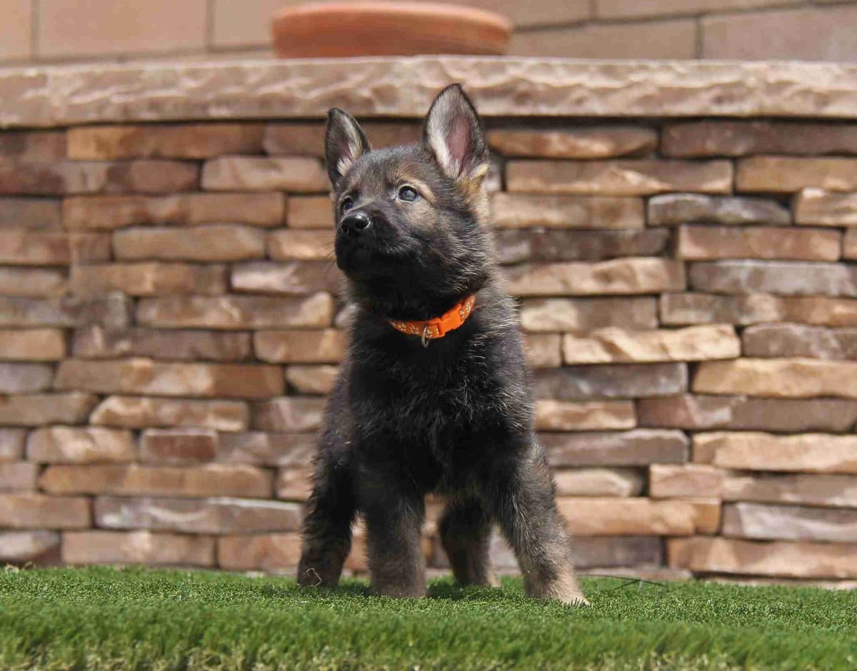 German Shepherd Dog Puppies breeder image 3