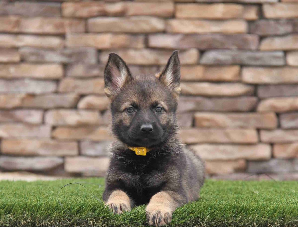 German Shepherd Dog Puppies breeder image 4