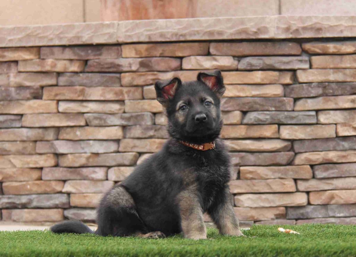 German Shepherd Dog Puppies breeder image 7