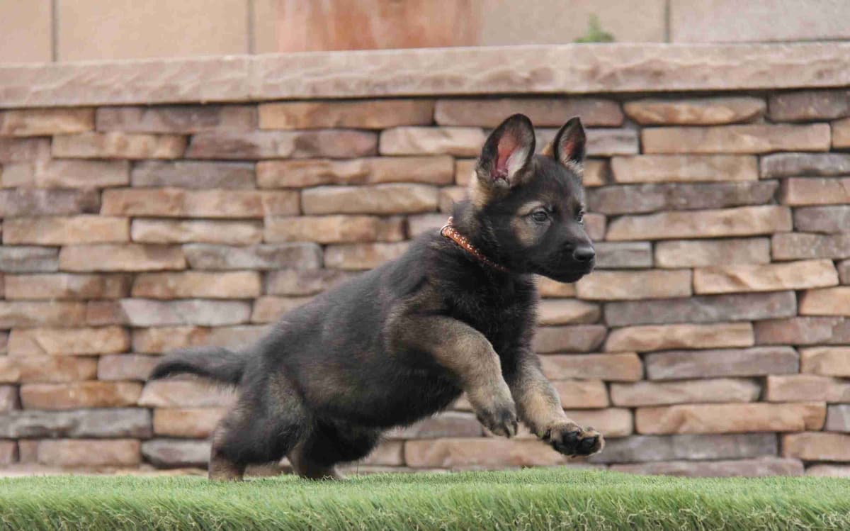 German Shepherd Dog Puppies breeder image 6