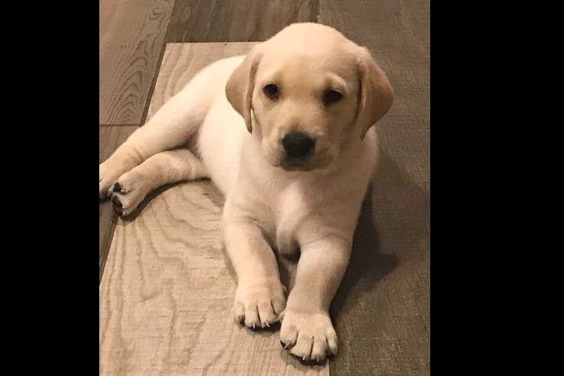 Labrador Retriever Puppies-Father's Day Flash Sale breeder image 3