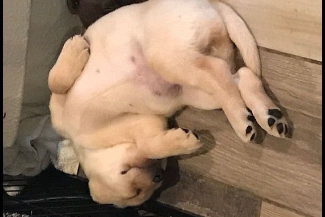 Labrador Retriever Puppies-Father's Day Flash Sale breeder image 4