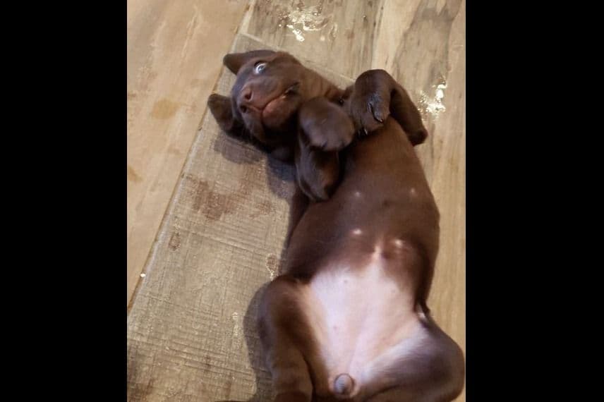 Labrador Retriever Puppies-Father's Day Flash Sale breeder image 5