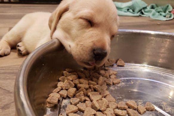 Labrador Retriever Puppies-Father's Day Flash Sale breeder image 6