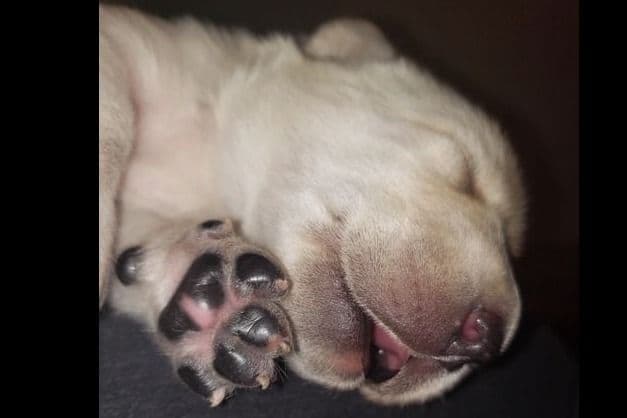 Labrador Retriever Puppies-Father's Day Flash Sale breeder image 7