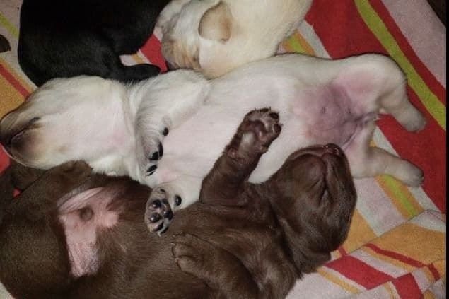 Labrador Retriever Puppies-Father's Day Flash Sale breeder image 8