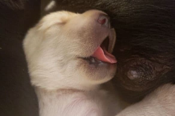 Labrador Retriever Puppies-Father's Day Flash Sale breeder image 9