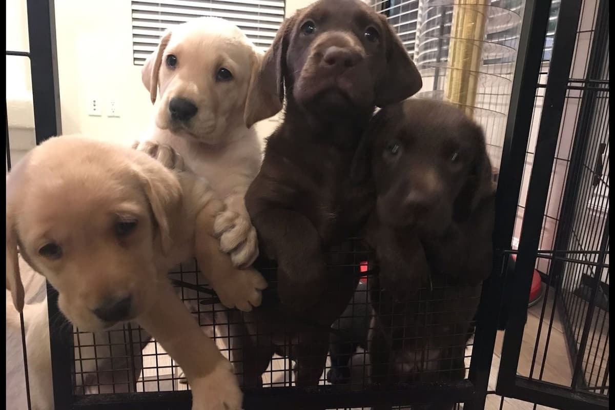 Labrador Retriever Puppies-Father's Day Flash Sale breeder image 10