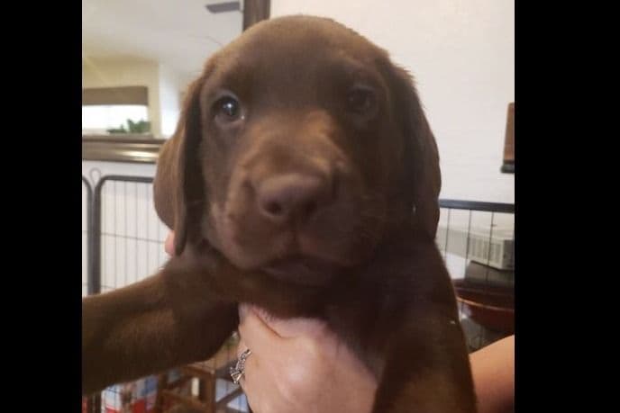 Labrador Retriever Puppies-Father's Day Flash Sale breeder image 11