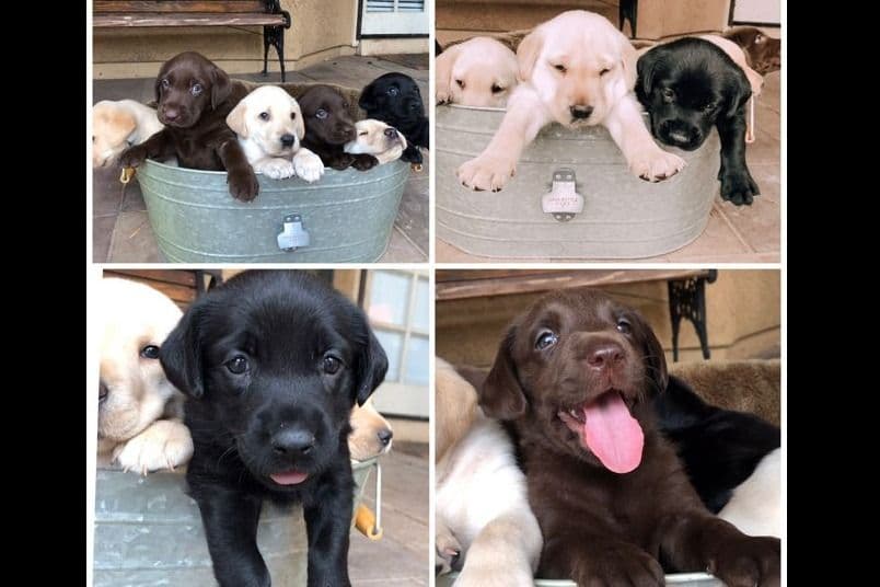 Labrador Retriever Puppies-Father's Day Flash Sale breeder image 2