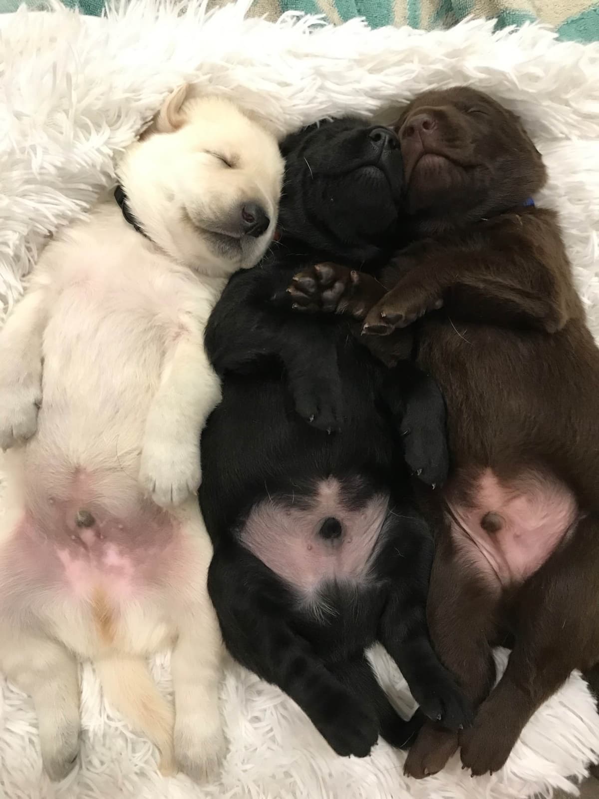 Labrador Retriever Puppies-Father's Day Flash Sale breeder image 13