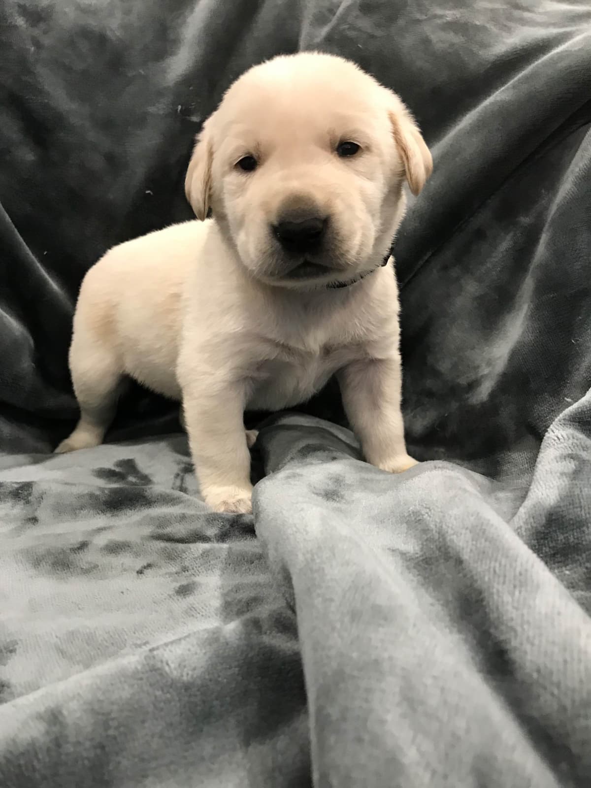 Labrador Retriever Puppies-Father's Day Flash Sale breeder image 15