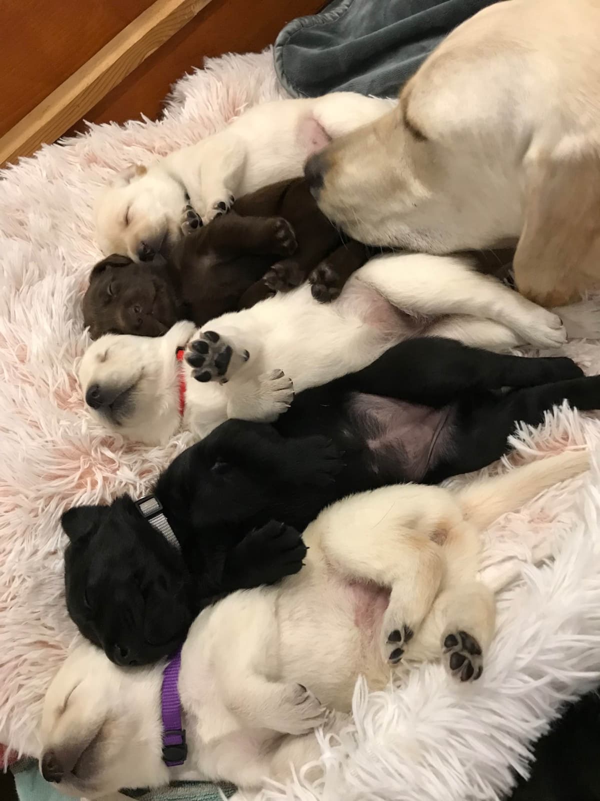Labrador Retriever Puppies-Father's Day Flash Sale breeder image 19