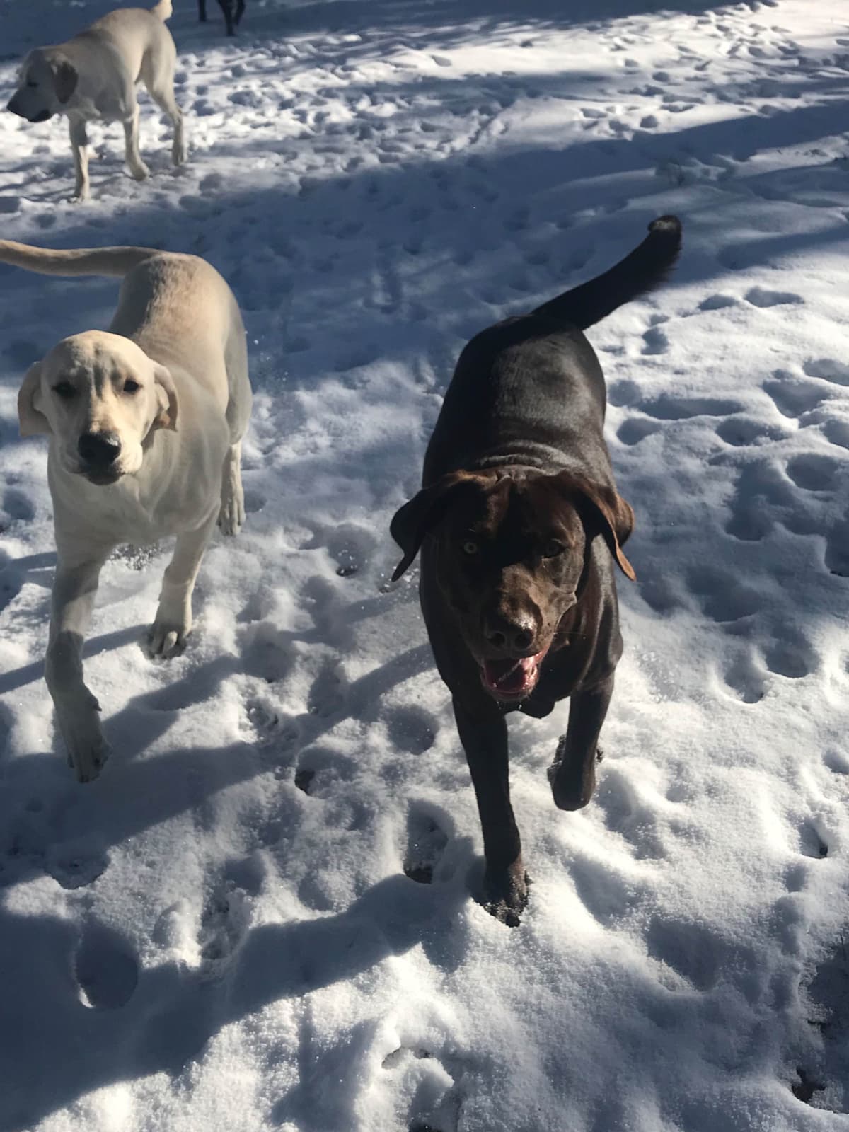 Labrador Retriever Puppies-Father's Day Flash Sale breeder image 18