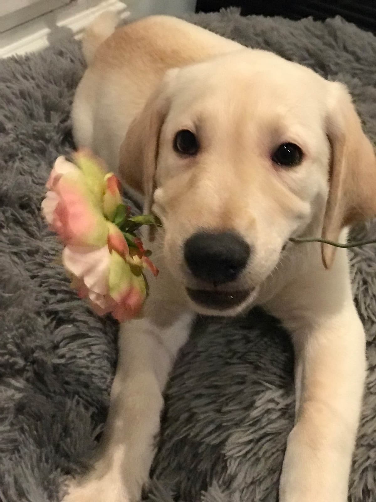 Labrador Retriever Puppies-Father's Day Flash Sale breeder image 17
