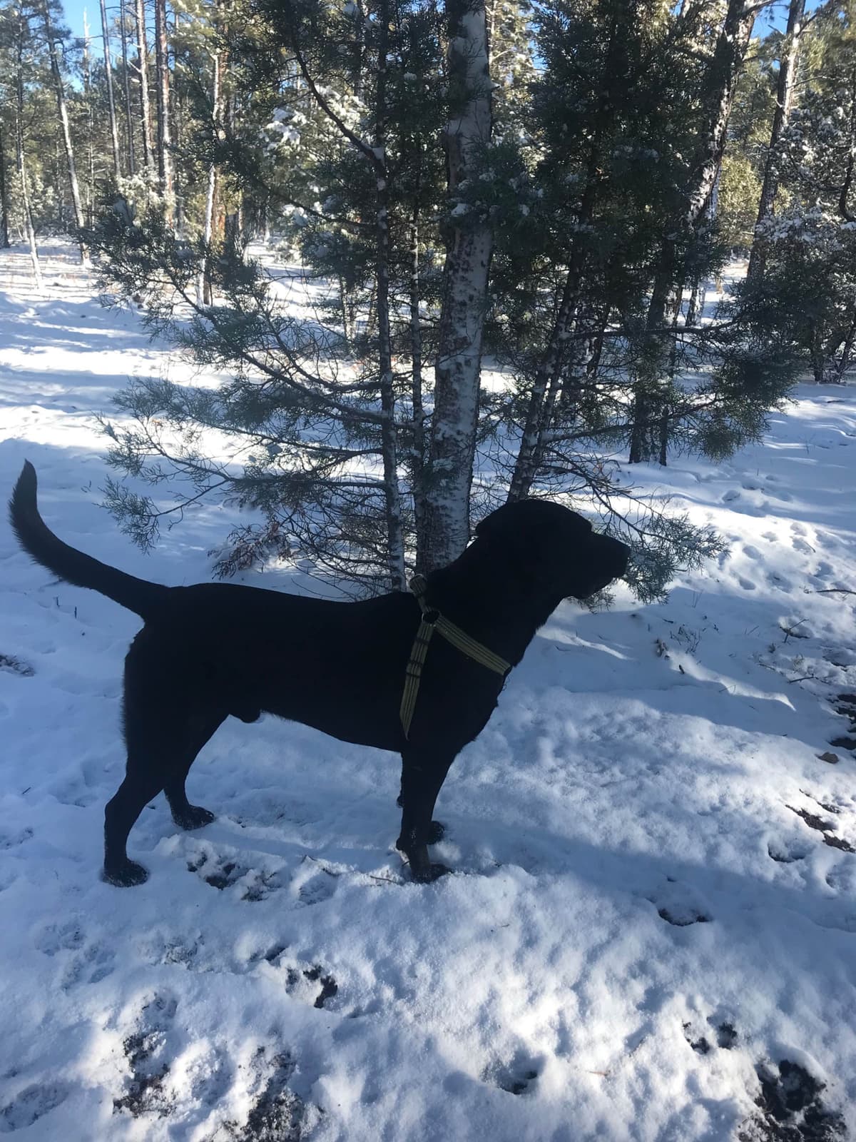 Labrador Retriever Puppies-Father's Day Flash Sale breeder image 20