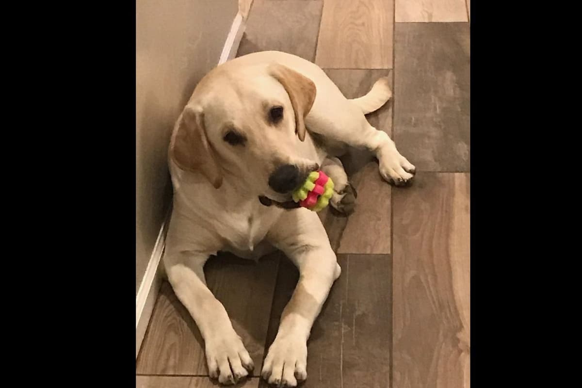 Labrador Retriever Puppies-Father's Day Flash Sale breeder image 21