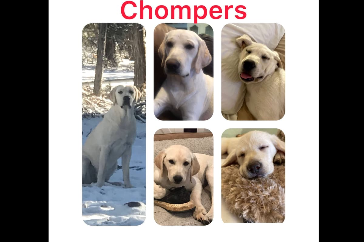 Labrador Retriever Puppies-Father's Day Flash Sale breeder image 22