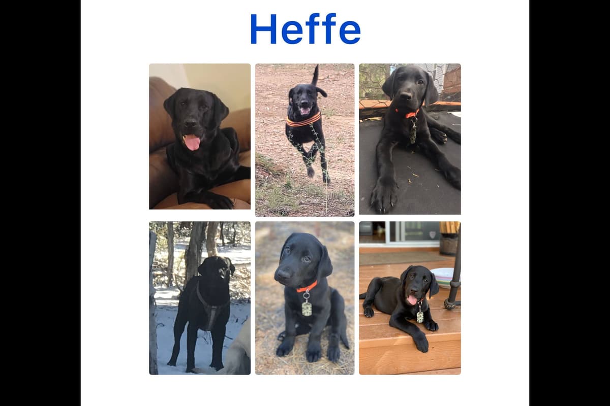Labrador Retriever Puppies-Father's Day Flash Sale breeder image 23