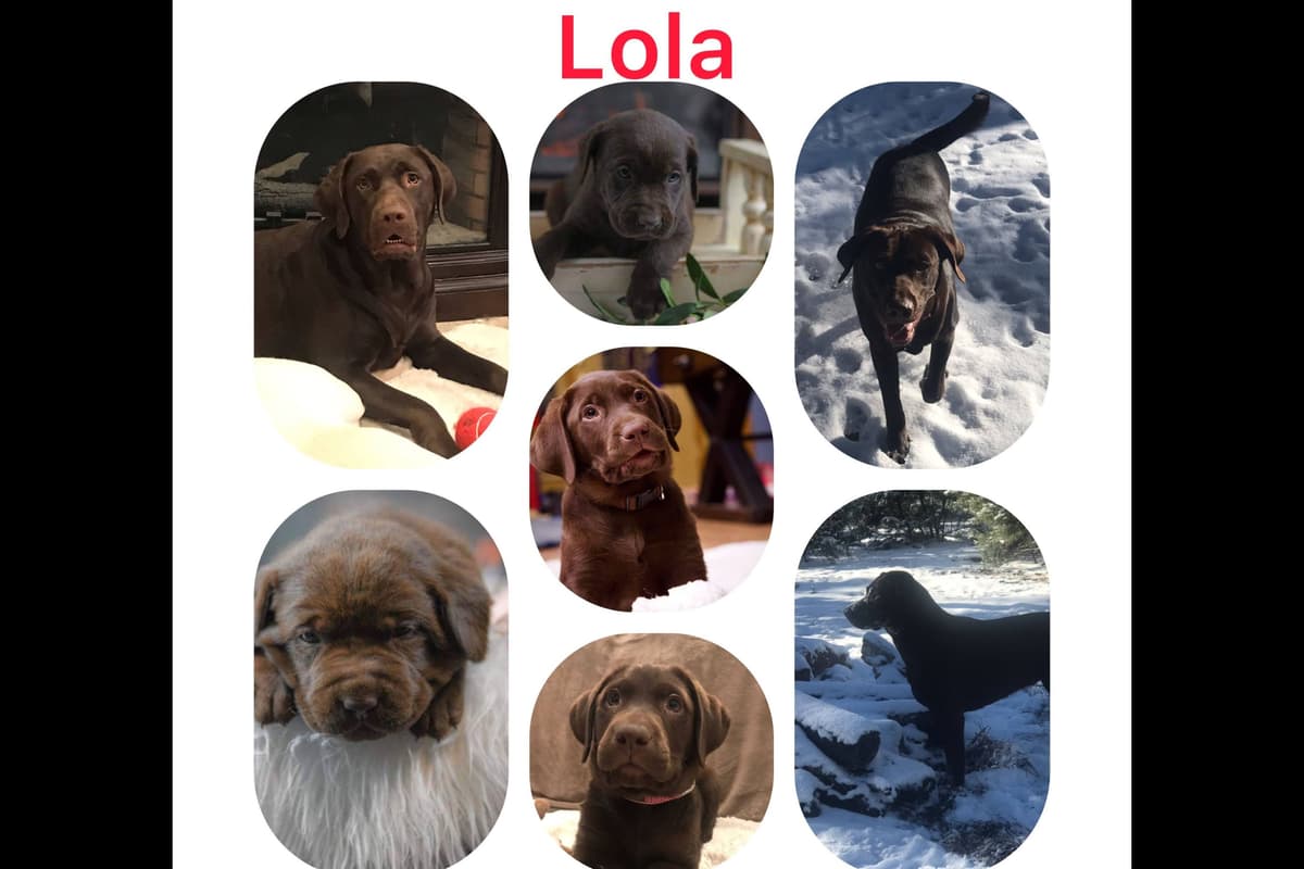 Labrador Retriever Puppies-Father's Day Flash Sale breeder image 24
