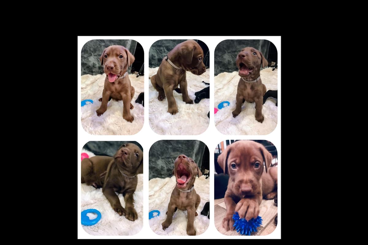 Labrador Retriever Puppies-Father's Day Flash Sale breeder image 25