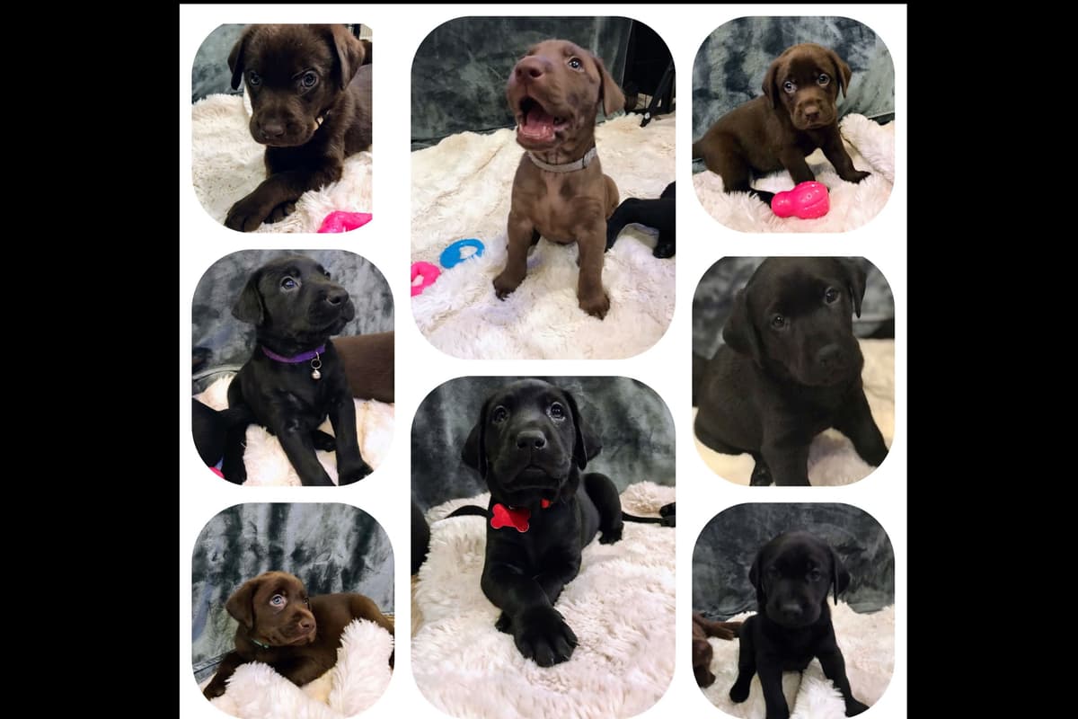 Labrador Retriever Puppies-Father's Day Flash Sale breeder image 26