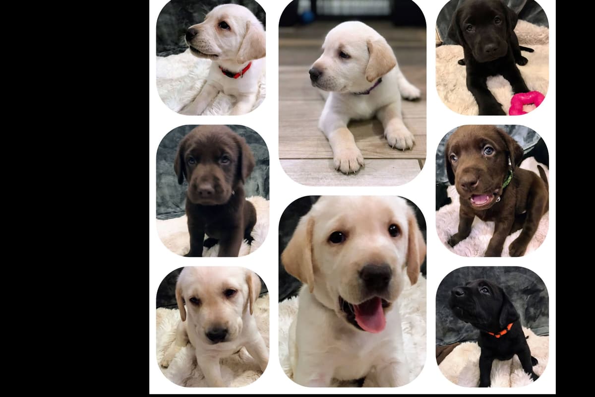 Labrador Retriever Puppies-Father's Day Flash Sale breeder image 27