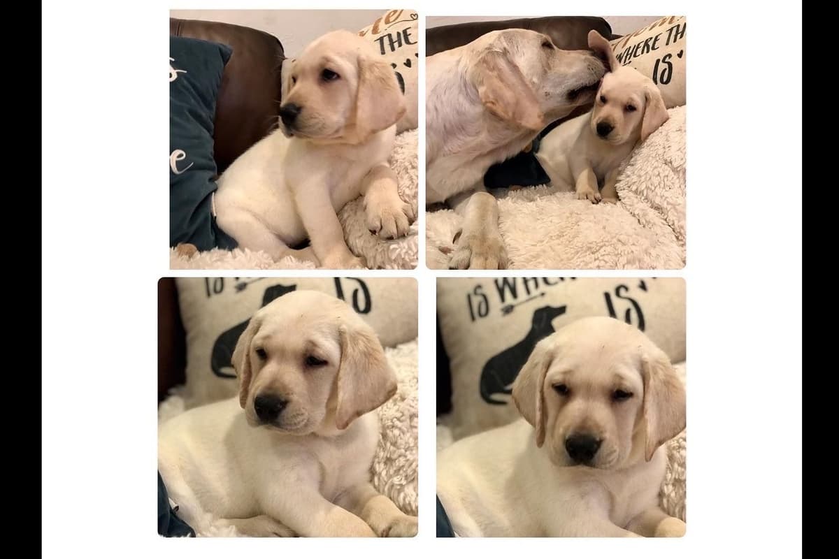 Labrador Retriever Puppies-Father's Day Flash Sale breeder image 28
