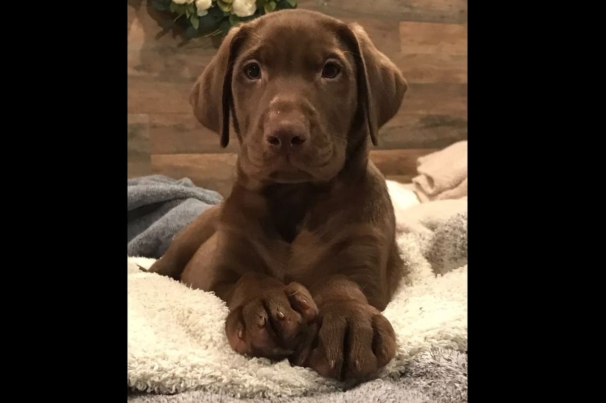 Labrador Retriever Puppies-Father's Day Flash Sale breeder image 30