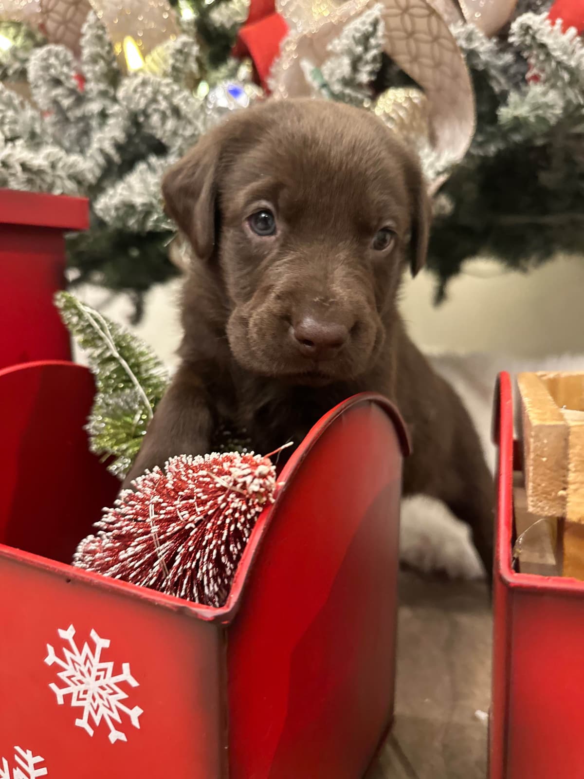 Labrador Retriever Puppies-Father's Day Flash Sale breeder image 1