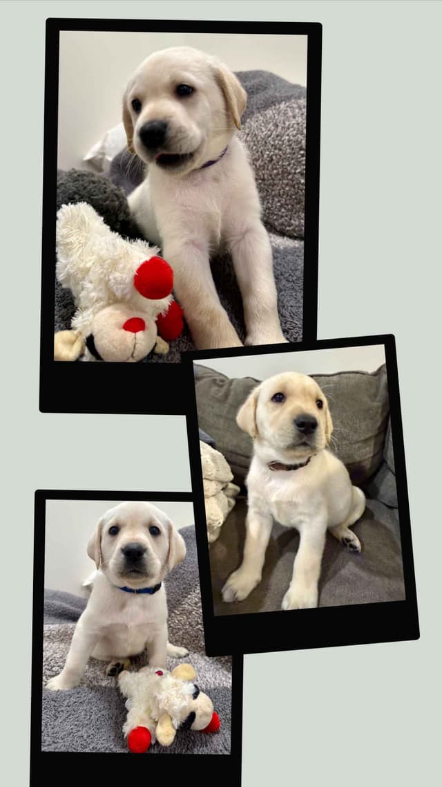 Labrador Retriever Puppies-Father's Day Flash Sale media 2