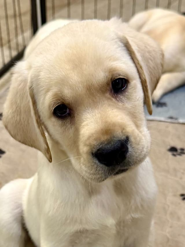Labrador Retriever Puppies-Father's Day Flash Sale media 4