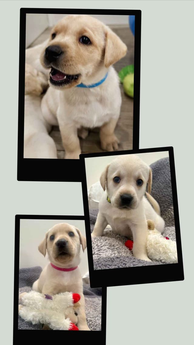 Labrador Retriever Puppies-Father's Day Flash Sale media 6