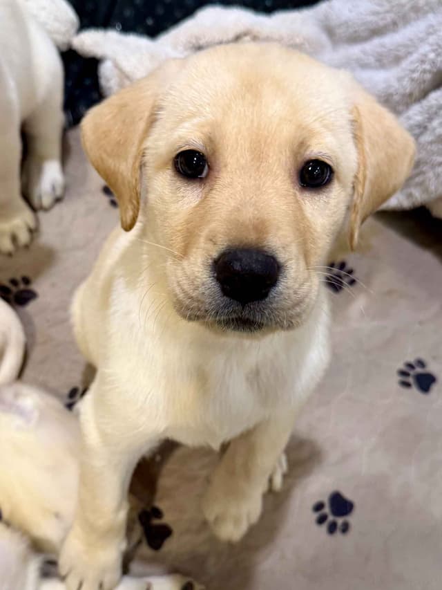 Labrador Retriever Puppies-Father's Day Flash Sale media 7