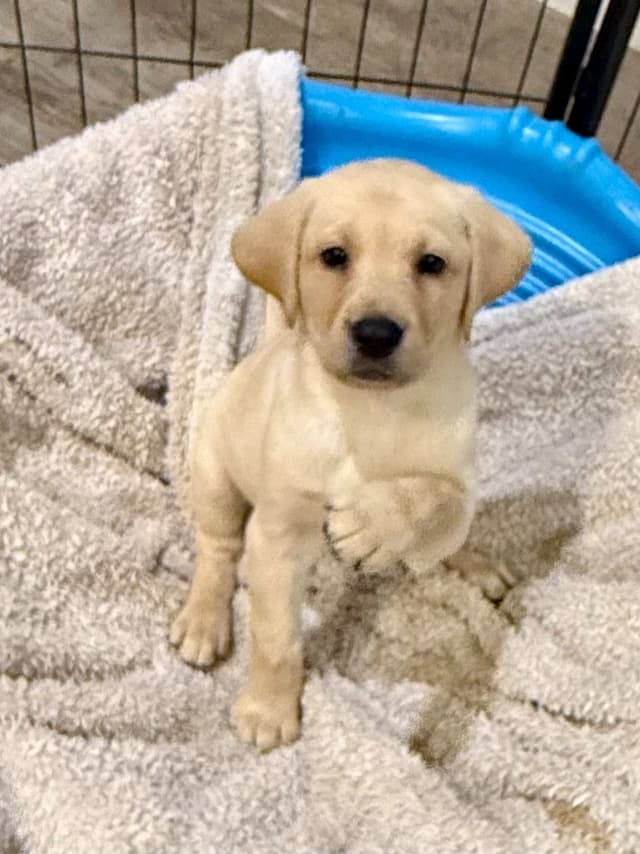 Labrador Retriever Puppies-Father's Day Flash Sale media 8