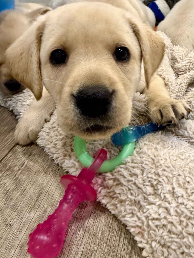 Labrador Retriever Puppies-Father's Day Flash Sale media 9