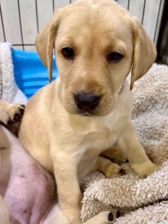 Labrador Retriever Puppies-Father's Day Flash Sale media 10