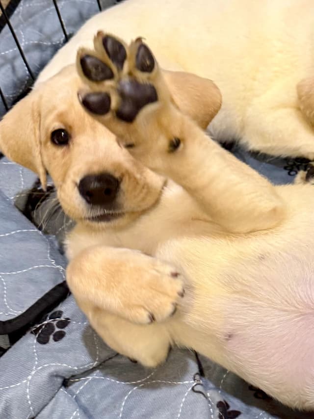 Labrador Retriever Puppies-Father's Day Flash Sale media 11