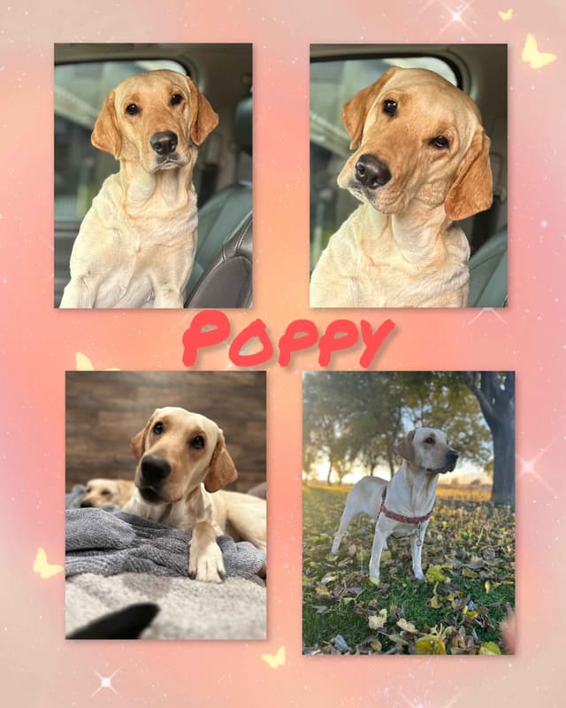 Labrador Retriever Puppies-Father's Day Flash Sale media 12