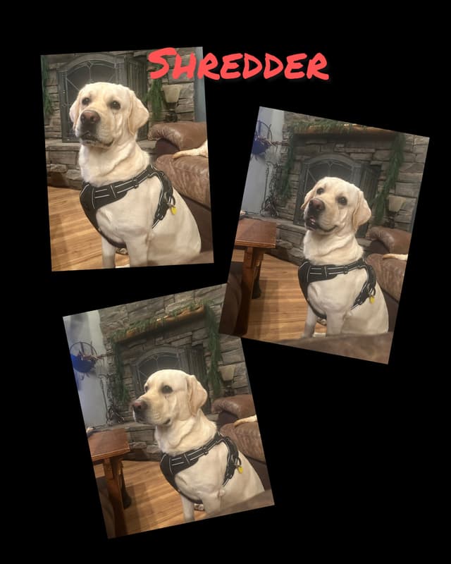 Labrador Retriever Puppies-Father's Day Flash Sale media 14