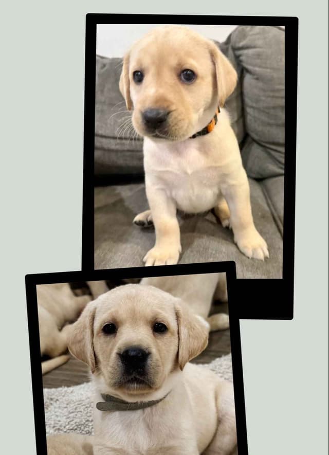 Labrador Retriever Puppies-Father's Day Flash Sale media 16