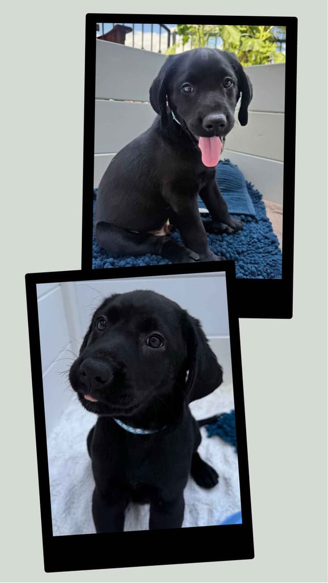 Labrador Retrievers -Show Low, AZ - Black M/F (also choc M/F 9 wks) media 14